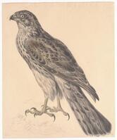 KT 2009 028-112
<br/>
Havik
<br/>
<em>Trigt, Stephanus Hendrik Willem van (1790-1840)</em>